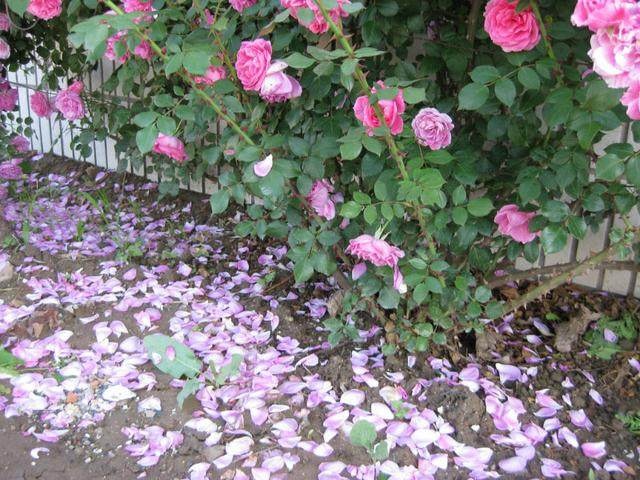 大游行開(kāi)花真是太瘋狂了！