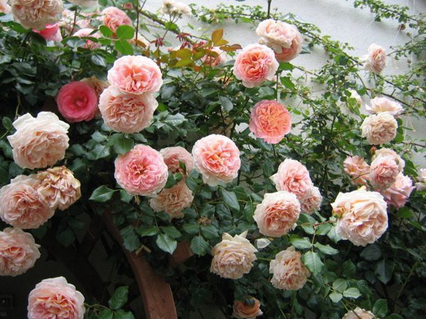 亞伯拉罕·達(dá)比（Abraham Darby）