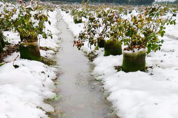 都下雪了，月季會不會凍死??？