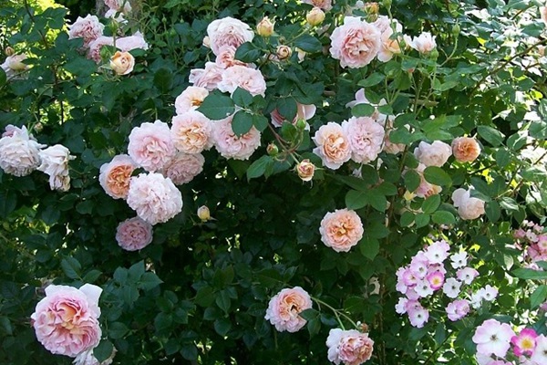 亞伯拉罕·達(dá)比（Abraham Darby）