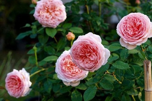 亞伯拉罕·達(dá)比（Abraham Darby）