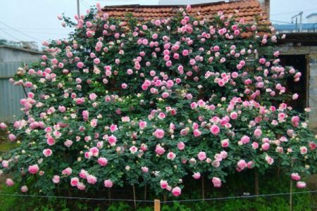 藤本月季如何多開(kāi)花的技巧！