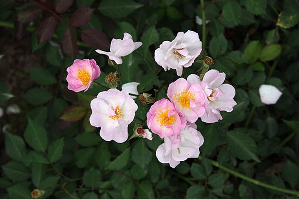 粉團(tuán)薔薇(cathayensis)