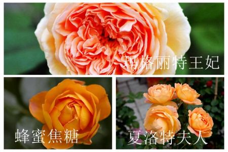 蜂蜜焦糖、夏洛特夫人和瑪格麗特王妃的區(qū)別