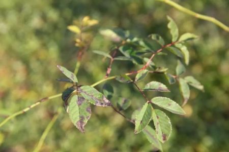 夏季月季黑斑病高發(fā)期，花友要注意防治！