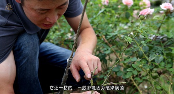 夏天來了，月季要注意預(yù)防枯枝??！