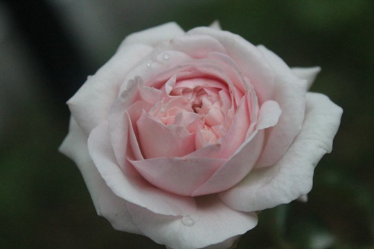 伊芙芳香噴泉Fontaine