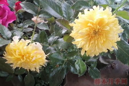 煙花波浪月季的優(yōu)缺點