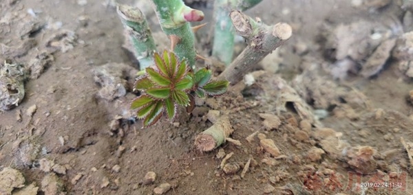 月季小白購買種植初體驗(一)——買苗被騙