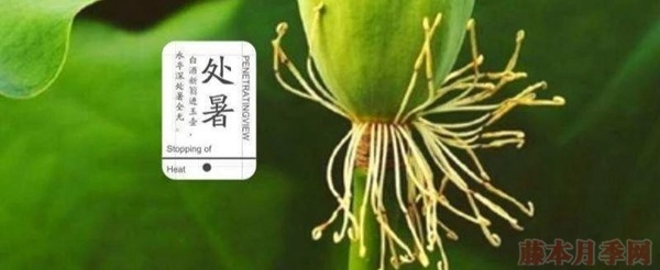 用修剪來控制月季開花時間