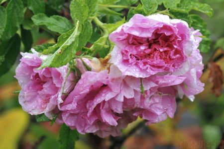 圖解！玫瑰Rosa Rugosa及雜交玫瑰系列Hybrid Rugosa介紹