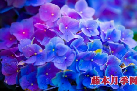 繡球能開(kāi)多少花？數(shù)數(shù)頂部就知道了