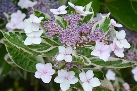 銀邊繡球Hydrangea m_acrophylla