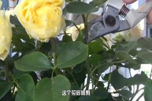 6月白粉病,黑斑病,紅蜘蛛高發(fā)期，如何來進行防治？