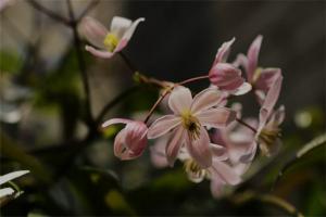 蘋(píng)果花(Apple Blossom)