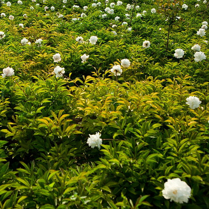 芍藥塊根種植幾年可以開(kāi)花