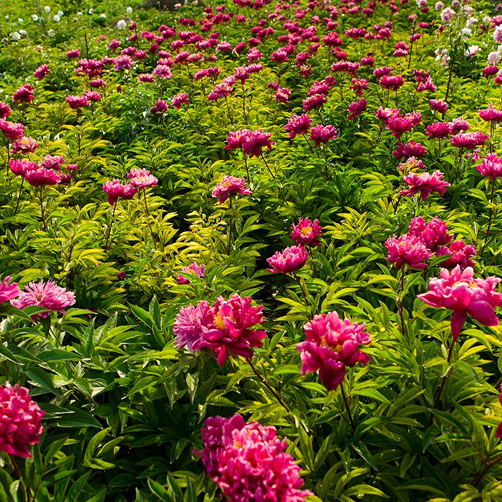 芍藥花什么時(shí)候開花，什么時(shí)候種植