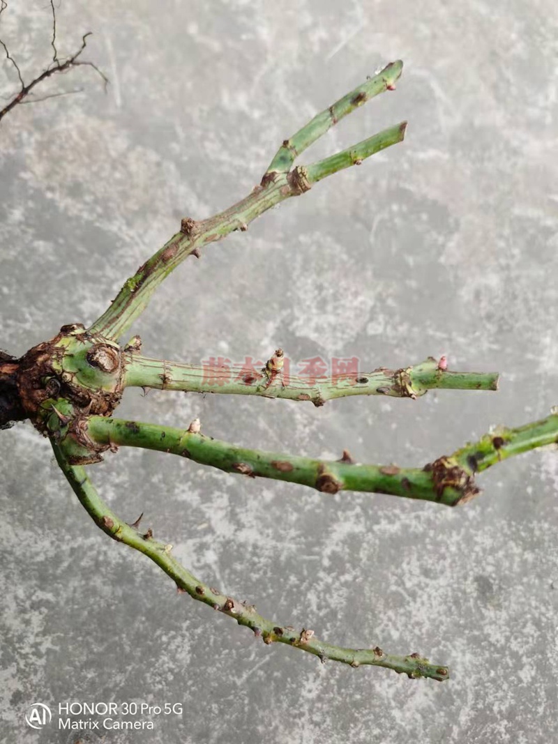 月季藍(lán)莓蛋糕開(kāi)箱及種植方法分享