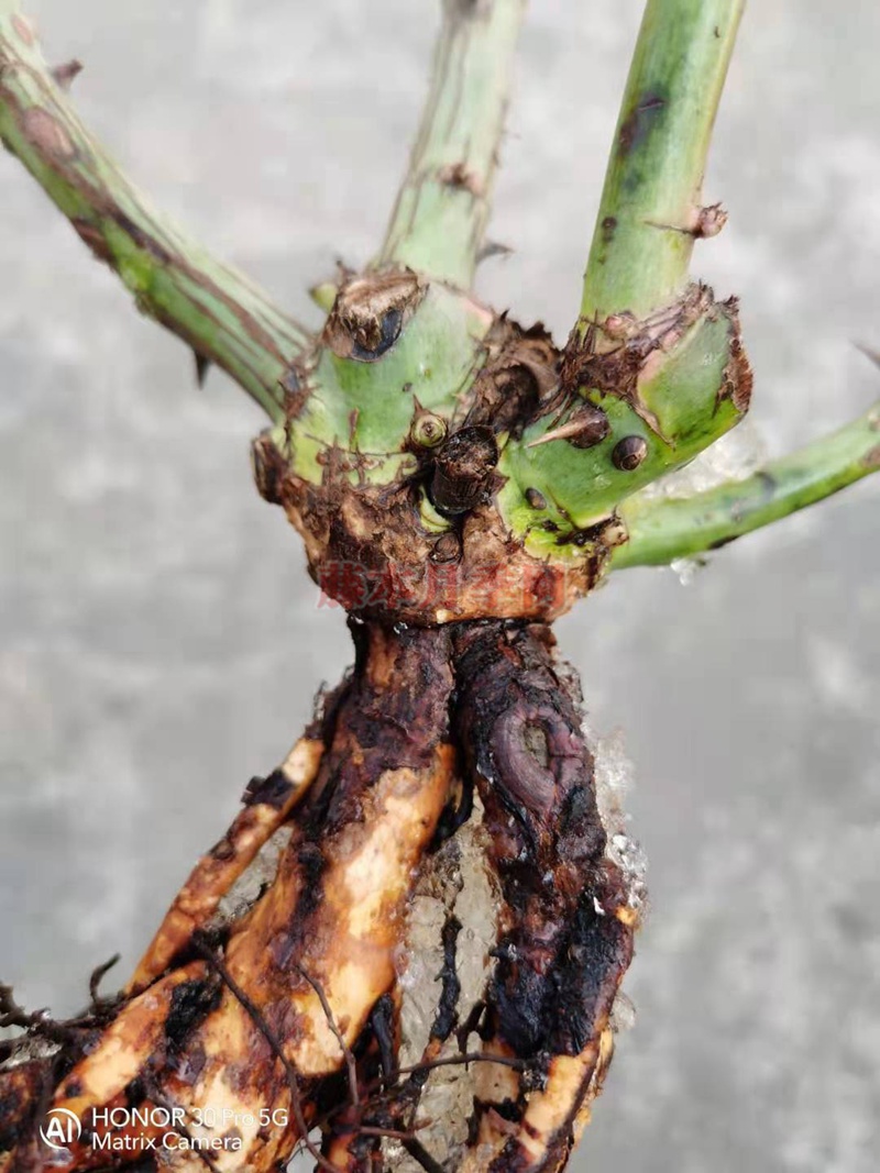 月季藍(lán)莓蛋糕開(kāi)箱及種植方法分享