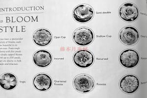 月季的花型分類(lèi)（詳細(xì)圖解）