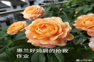 花友春花搶救案例（果汁陽臺1個月的蛻變）