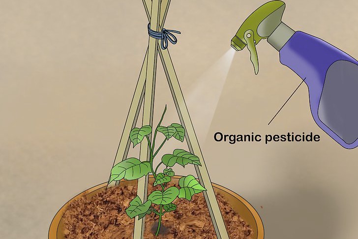 盆栽黃瓜的種植時(shí)間和種植方法