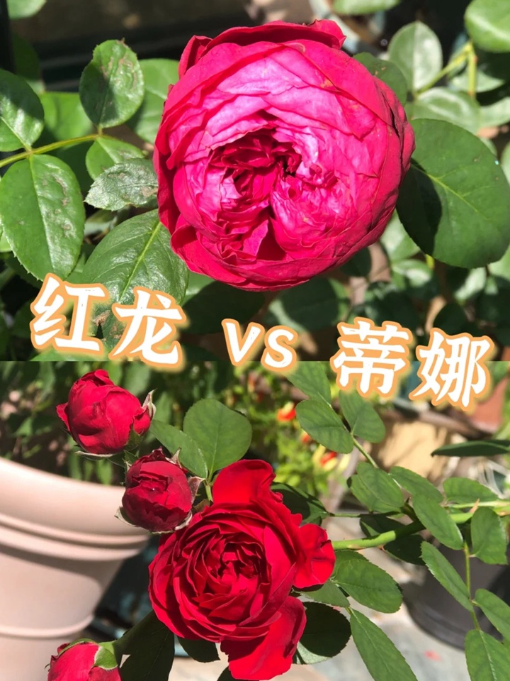 紅色龍沙寶石和佛羅侖蒂娜哪個好？