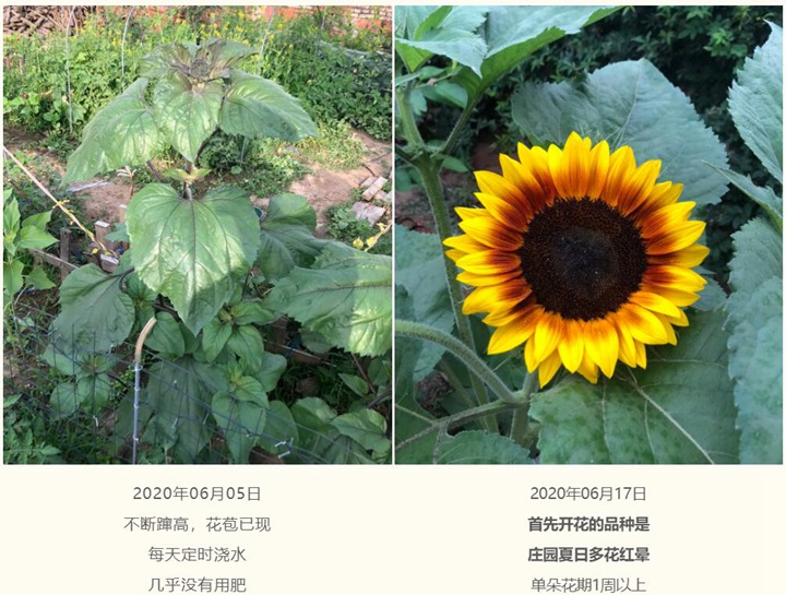 向日葵種子種植經(jīng)驗分享