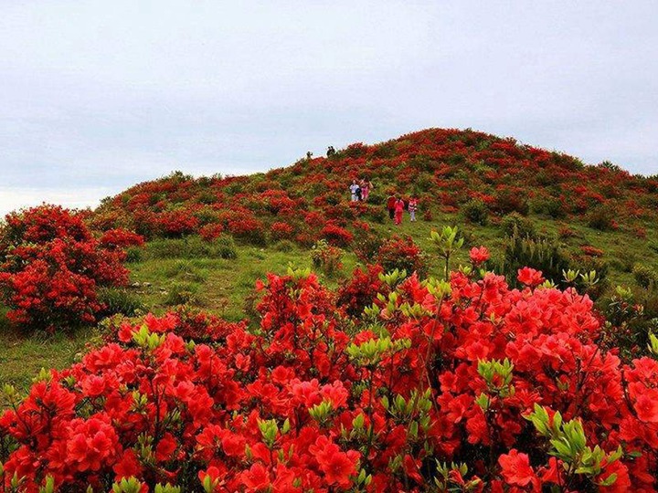 杜鵑花的養(yǎng)殖方法和注意事項(xiàng)