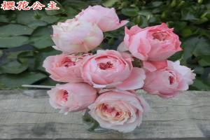 櫻花公主月季的優(yōu)缺點(diǎn)