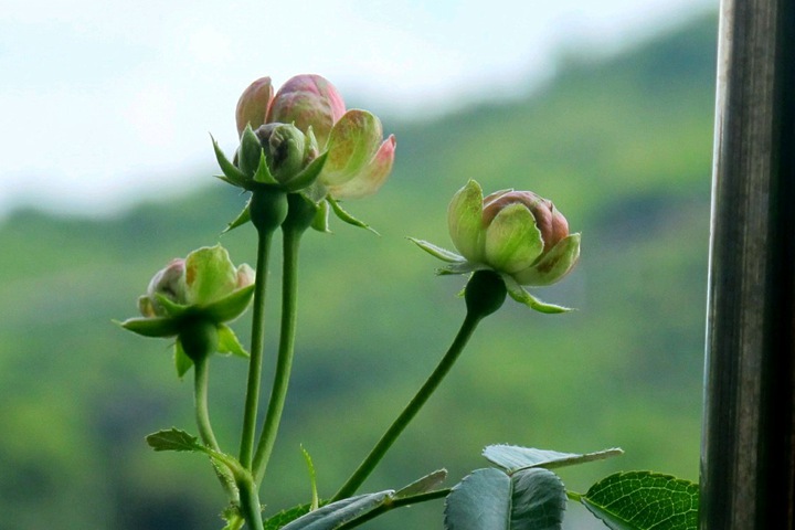 小蘿卜RADISH