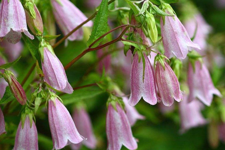 7種多年生草本花卉品種推薦