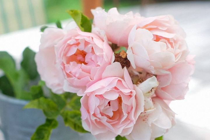 杜樂(lè)麗花園Jardin des Tuileries