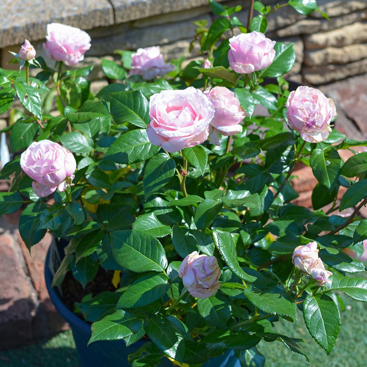 杜樂(lè)麗花園Jardin des Tuileries