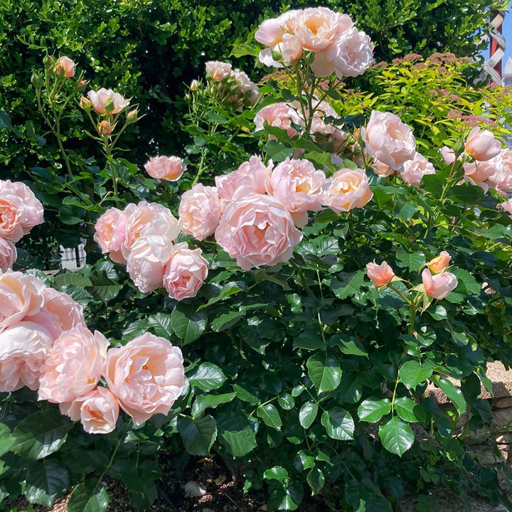 杜樂(lè)麗花園Jardin des Tuileries