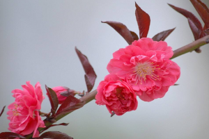 紅花碧桃的種植養(yǎng)護方法(苗圃技術人員分享)