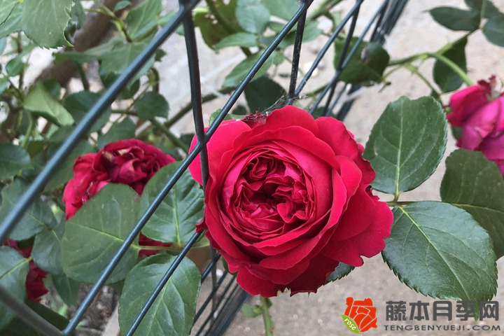 全部月季花語(不同顏色月季花語大全)