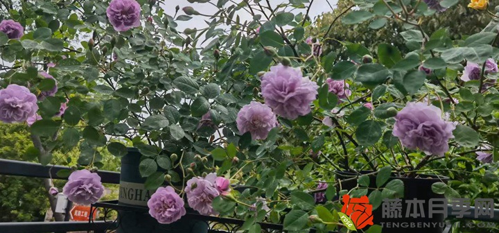 藍(lán)色陰雨月季一年開(kāi)幾次花