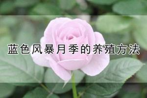 藍色風(fēng)暴月季的養(yǎng)殖方法(養(yǎng)殖注意事項)