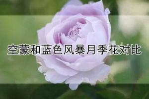 空蒙和藍(lán)色風(fēng)暴月季花對比分析