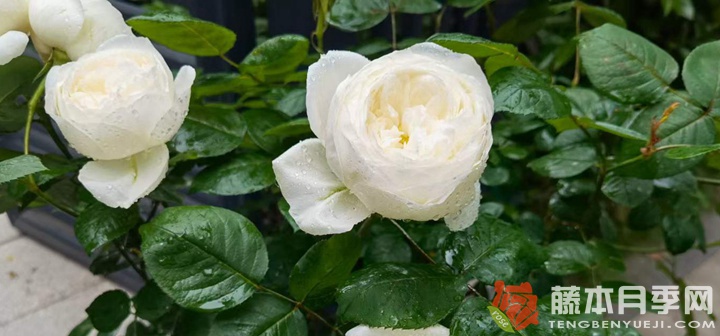 伊芙.婚禮之路一年開(kāi)幾次花