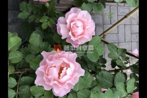 達(dá)芙妮月季優(yōu)缺點(diǎn)分析