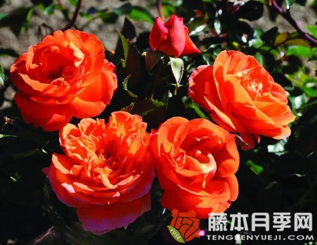 芒果陽臺月季優(yōu)缺點(diǎn)