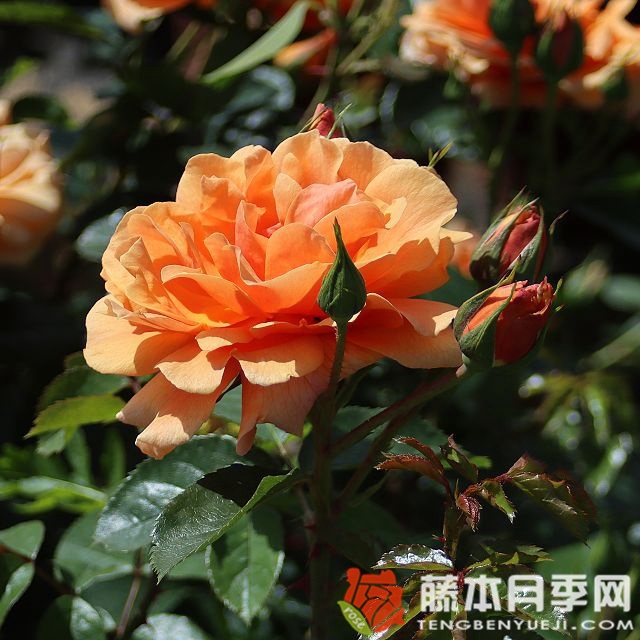 薔薇一年四季都開花嗎