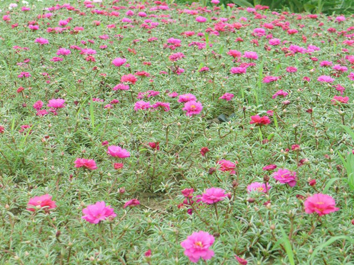 半枝蓮的花語(yǔ)和象征寓意