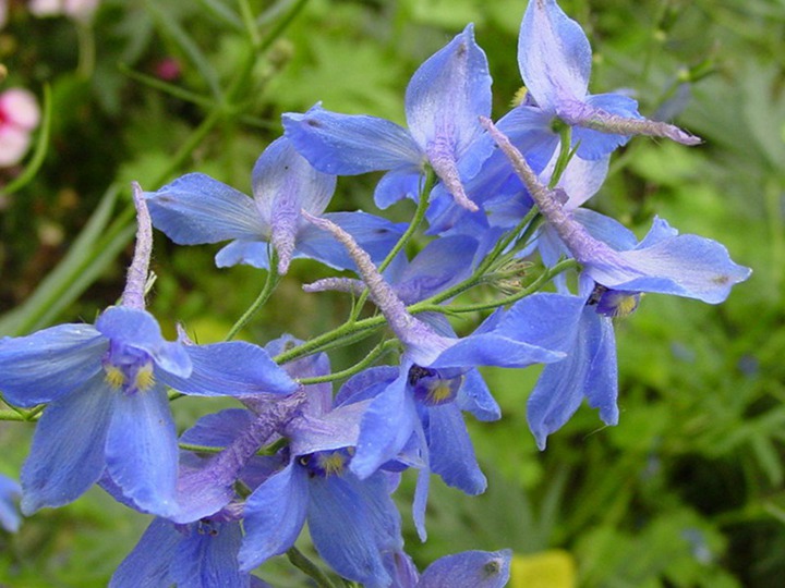 飛燕草的花期、花語和象征寓意