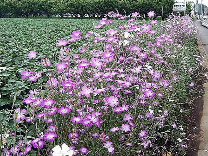 麥仙翁種子的種植方法，什么時(shí)候發(fā)芽