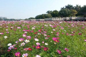 秋英花與格桑花的區(qū)別有哪些？