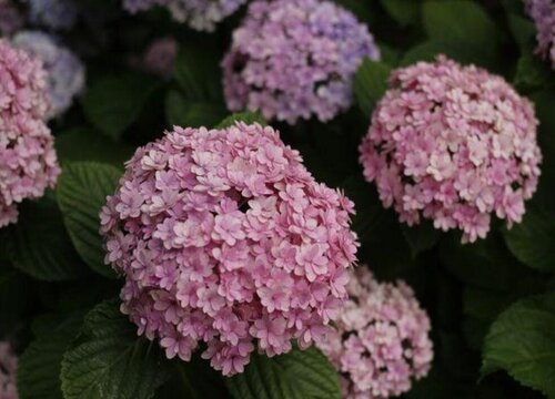 花手鞠繡球是新老枝開(kāi)花嗎？