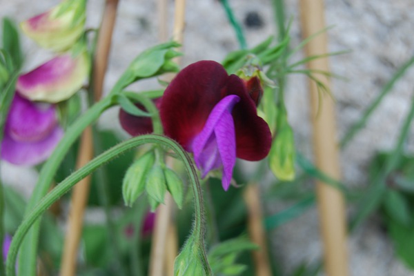 麝香豌豆花種子怎么種,多久發(fā)芽